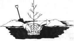 посадка с открытым корнем