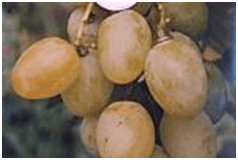 БОГОТЯНОВСКИЙ