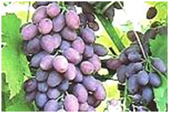 КИШМИШ РОЗОВЫЙ