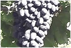 Надежда АЗОС