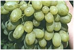 НОВЫЙ ПОДАРОК ЗАПОРОЖЬЮ