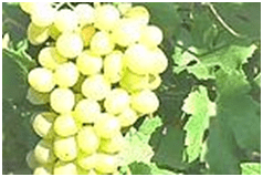 ПЕРВОЗВАННЫЙ