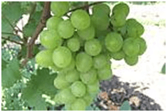 СУПЕР ЭКСТРА