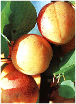 абрикос Краснощёкий