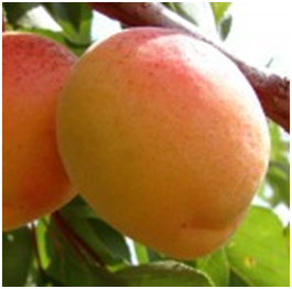 абрикос Полесский крупноплодный