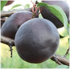 абрикос Чёрный бархат