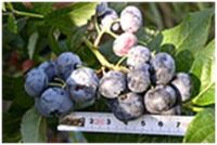 Голубика Патриот