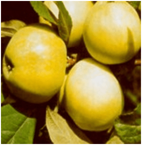 Кальвиль Снежный