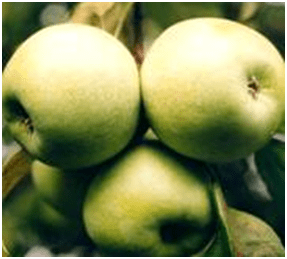 Ренет Симеренко