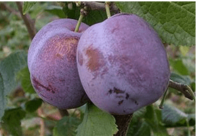 слива Анна Шпет