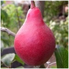 Старкрамсон