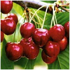 черешня Валерий Чкалов