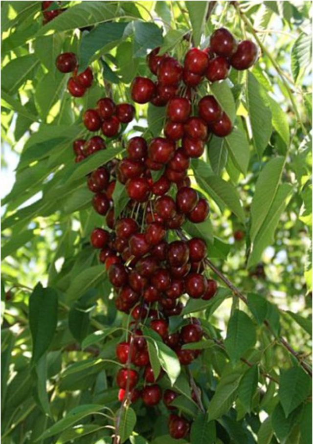 черешня Василиса