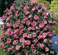 Новый рисунок