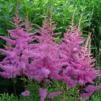 Астильба Amethyst