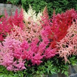 Астильба Микс