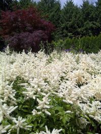 Астильба Diamant