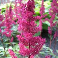 Астильба Fanal