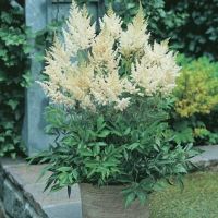 Астильба Weisse Gloria