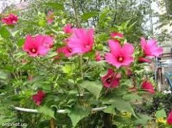 Гибискус травянистый