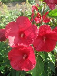 Гибискус травянистый2