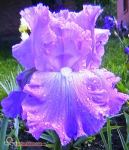 Ирис бородатый Dream