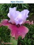 Ирис бородатый Electric