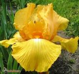 Ирис бородатый Fresno Kalipso