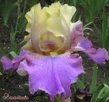 Ирис бородатый Guatore Amigos