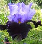 Ирис бородатый Habit