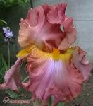 Ирис бородатый Hight Roller