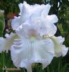 Ирис бородатый Immortality