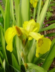 Ирис Pseudacorus 