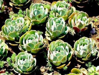 Молодило кровельное