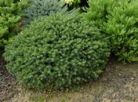 Ель сербская 'Karel'