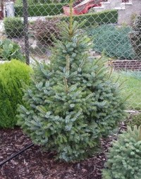 Ель сербская 'Nana'