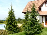 ель сербская