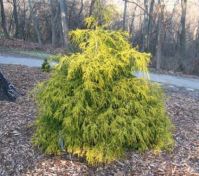 Кипарисовик горохоп. 'Filifera Aurea'