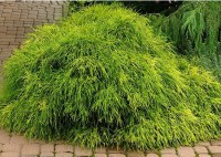 Кипарисовик горохоп. 'Filifera Nana'