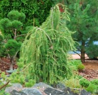 лиственница европейская пендула2