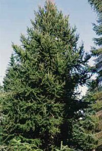 лиственница европейская