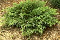 МИКРОБИОТА 1