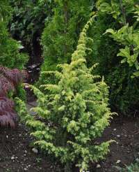 Schneverdinger Goldmachangel