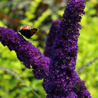 Buddleja dav. 'Black Knight' 1