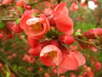 айва японская Nicoline