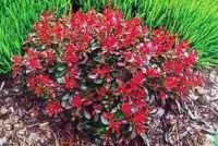 барбарис Bagatelle