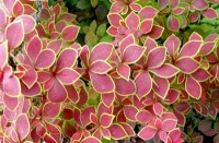 барбарис Coronita