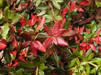 барбарис Юлиана