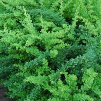 барбарис Green Ornament