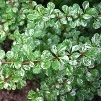 барбарис Kelleriis